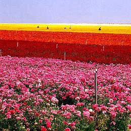 《红霞岛》首发失利 开发者惨遭同行与亲友嘲讽